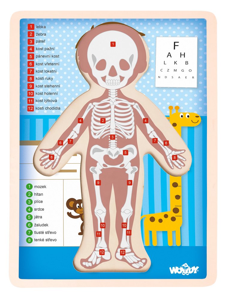 Woody dřevěné puzzle Lidské tělo, Kluk