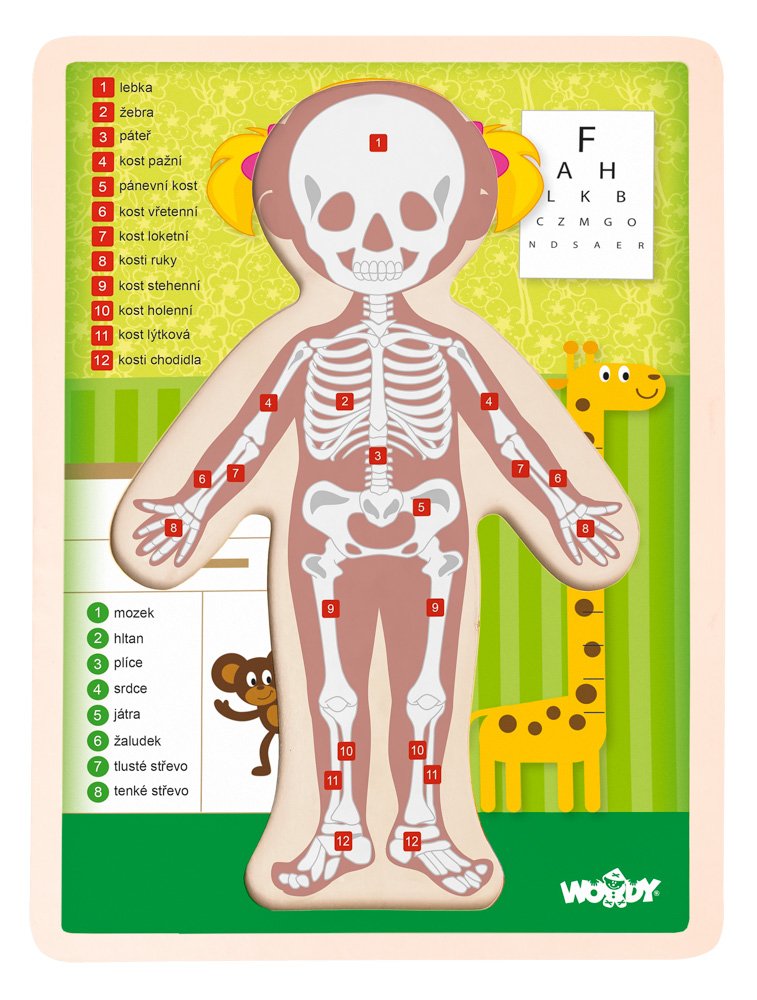 Woody dřevěné puzzle Lidské tělo, Holka
