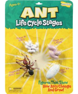 Životní cyklus - Mravenec