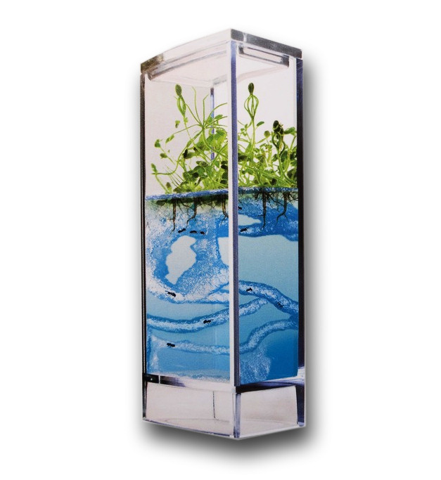 T.A.O.S. Forest Ant Mini Antquarium, Mravenčí akvárium